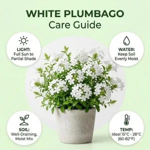 White Plumbago Live Plant – 5-7 Inch Tall Outdoor Shrub for Garden & Patio - Image 2