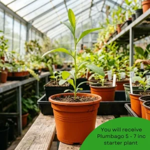 White Plumbago Live Plant – 5-7 Inch Tall Outdoor Shrub for Garden & Patio - Image 3