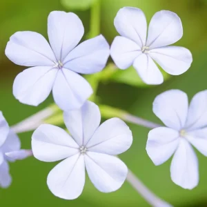 White Plumbago Live Plant – 5-7 Inch Tall Outdoor Shrub for Garden & Patio - Image 5