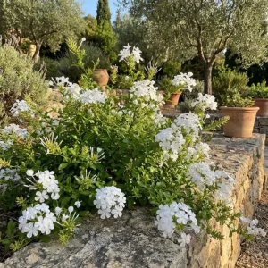 White Plumbago Live Plant – 5-7 Inch Tall Outdoor Shrub for Garden & Patio - Image 6