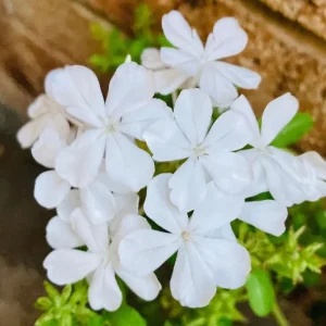 White Plumbago Live Plant - Vibrant Flowering Shrub, 4-6 Inch Tall - Image 2