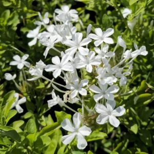 White Plumbago Live Plant - Vibrant Flowering Shrub, 4-6 Inch Tall - Image 3