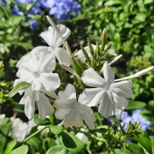 White Plumbago Live Plant - Vibrant Flowering Shrub, 4-6 Inch Tall - Image 4