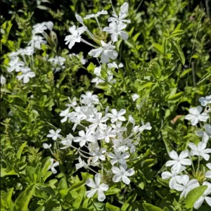 White Plumbago Live Plant - Vibrant Flowering Shrub, 4-6 Inch Tall - Image 5