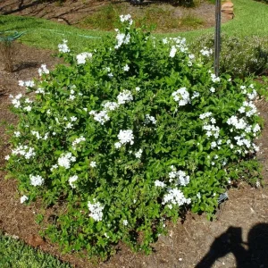 White Plumbago Live Plant - Vibrant Flowering Shrub, 4-6 Inch Tall - Image 6