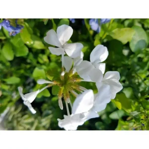 White Plumbago Live Plant - Vibrant Flowering Shrub, 4-6 Inch Tall - Image 7