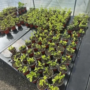 White Plumbago Live Plant - Vibrant Flowering Shrub, 4-6 Inch Tall - Image 8