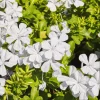 White Plumbago Live Plant - Vibrant Flowering Shrub, 4-6 Inch Tall - Image 1