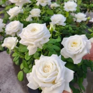 White Rose Live Plant – Pope John Paul II Hybrid Tea – 4-6 Inch Tall – Fragrant - Image 2