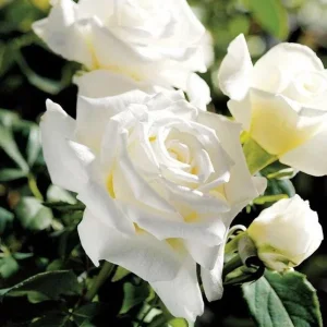 White Rose Live Plant – Pope John Paul II Hybrid Tea – 4-6 Inch Tall – Fragrant - Image 1