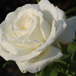 White Rose Live Plant – Pope John Paul II Hybrid Tea – 4-6 Inch Tall – Fragrant - Image 3