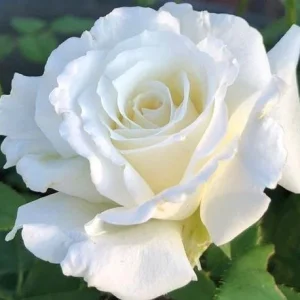 White Rose Live Plant – Pope John Paul II Hybrid Tea – 4-6 Inch Tall – Fragrant - Image 4