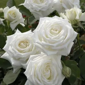 White Rose Live Plant – Pope John Paul II Hybrid Tea – 4-6 Inch Tall – Fragrant - Image 5