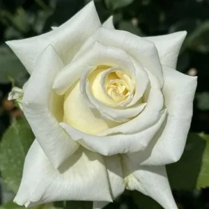 White Rose Live Plant – Pope John Paul II Hybrid Tea – 4-6 Inch Tall – Fragrant - Image 6