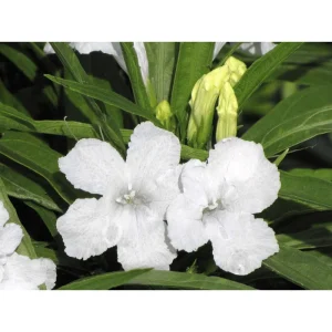 White Ruellia Live Plant - 4 Pack Dwarf Mexican Petunia, 4-9 Inch Tall, Outdoor Flower - Image 3