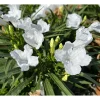 White Ruellia Live Plant - 4 Pack Dwarf Mexican Petunia, 4-9 Inch Tall, Outdoor Flower - Image 1