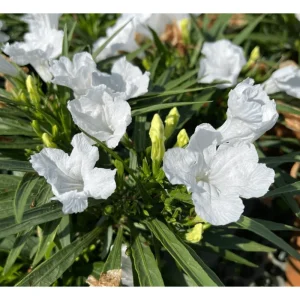 White Ruellia Live Plant - 4 Pack Dwarf Mexican Petunia, 4-9 Inch Tall, Outdoor Flower - Image 1