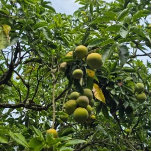 White Sapote Live Plant – 1.5ft Tall Seedling in 1 Gallon Pot – Tropical Fruit Tree Outdoor - Image 10