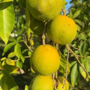 White Sapote Live Plant – 1.5ft Tall Seedling in 1 Gallon Pot – Tropical Fruit Tree Outdoor - Image 2