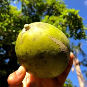 White Sapote Live Plant – 1.5ft Tall Seedling in 1 Gallon Pot – Tropical Fruit Tree Outdoor - Image 3