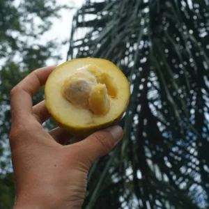 White Sapote Live Plant – 1.5ft Tall Seedling in 1 Gallon Pot – Tropical Fruit Tree Outdoor - Image 4