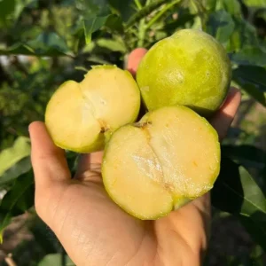 White Sapote Live Plant – 1.5ft Tall Seedling in 1 Gallon Pot – Tropical Fruit Tree Outdoor - Image 5