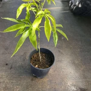 White Sapote Live Plant – 1.5ft Tall Seedling in 1 Gallon Pot – Tropical Fruit Tree Outdoor - Image 6