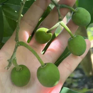 White Sapote Live Plant – 1.5ft Tall Seedling in 1 Gallon Pot – Tropical Fruit Tree Outdoor - Image 7