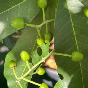 White Sapote Live Plant – 1.5ft Tall Seedling in 1 Gallon Pot – Tropical Fruit Tree Outdoor - Image 8