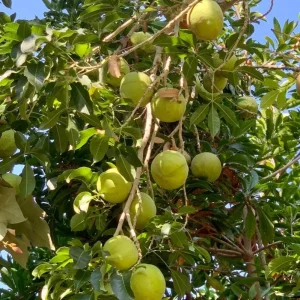 White Sapote Live Plant – 1.5ft Tall Seedling in 1 Gallon Pot – Tropical Fruit Tree Outdoor - Image 9