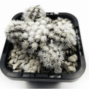 White Snowcap Cactus Mammillaria Gracilis Live Plant 4