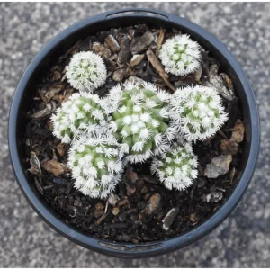 White Snowcap Cactus Mammillaria Gracilis Live Plant 4