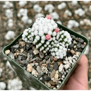 White Snowcap Cactus Mammillaria Gracilis Live Plant 4