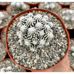 White Snowcap Cactus Mammillaria Gracilis Live Plant 4