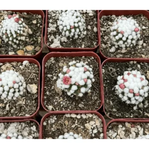 White Snowcap Cactus Mammillaria Gracilis Live Plant 4