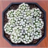 White Snowcap Cactus Mammillaria Gracilis Live Plant 4" Pot Rare - Image 1