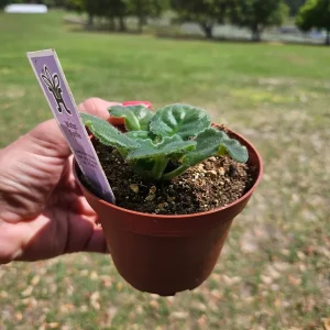 White Sprite African Violet Live Plant – Young Starter in 4 Inch Pot – Indoor Houseplant - Image 2