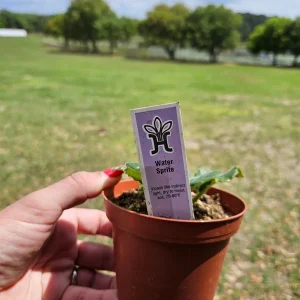 White Sprite African Violet Live Plant – Young Starter in 4 Inch Pot – Indoor Houseplant - Image 3