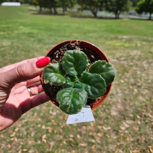 White Sprite African Violet Live Plant – Young Starter in 4 Inch Pot – Indoor Houseplant - Image 4