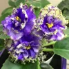 White Sprite African Violet Live Plant – Young Starter in 4 Inch Pot – Indoor Houseplant - Image 1