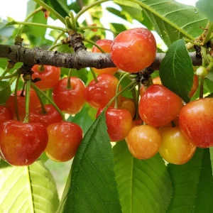White Sweet Bush Cherry Live Plant – 6-12 Inches Tall – Outdoor Shrub - Image 2