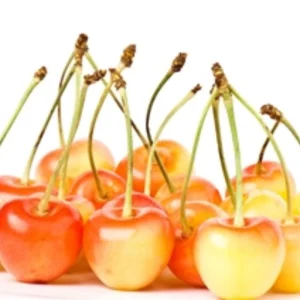 White Sweet Bush Cherry Live Plant – 6-12 Inches Tall – Outdoor Shrub - Image 3