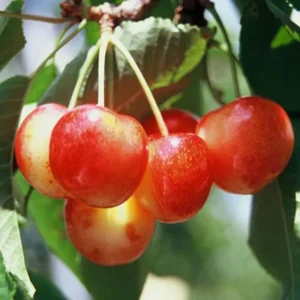 White Sweet Bush Cherry Live Plant – 6-12 Inches Tall – Outdoor Shrub - Image 4