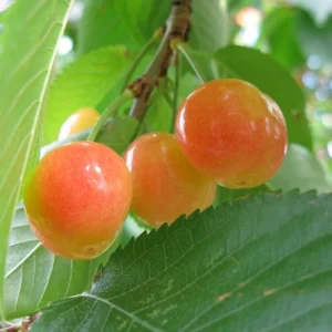 White Sweet Bush Cherry Live Plant – 6-12 Inches Tall – Outdoor Shrub - Image 5