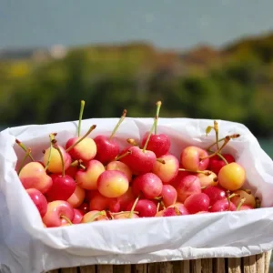 White Sweet Bush Cherry Live Plant – 6-12 Inches Tall – Outdoor Shrub - Image 7