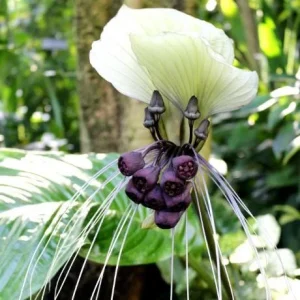 White Tacca Live Plant – White Bat Flower – Rare Tropical Beauty 4-6 Inches Tall - Image 2