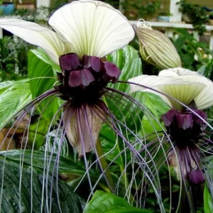White Tacca Live Plant – White Bat Flower – Rare Tropical Beauty 4-6 Inches Tall - Image 3