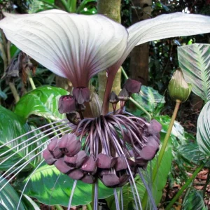White Tacca Live Plant – White Bat Flower – Rare Tropical Beauty 4-6 Inches Tall - Image 4