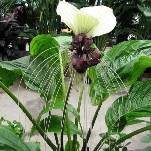 White Tacca Live Plant – White Bat Flower – Rare Tropical Beauty 4-6 Inches Tall - Image 5