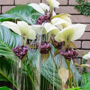 White Tacca Live Plant – White Bat Flower – Rare Tropical Beauty 4-6 Inches Tall - Image 6